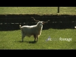 Goats 1 1628